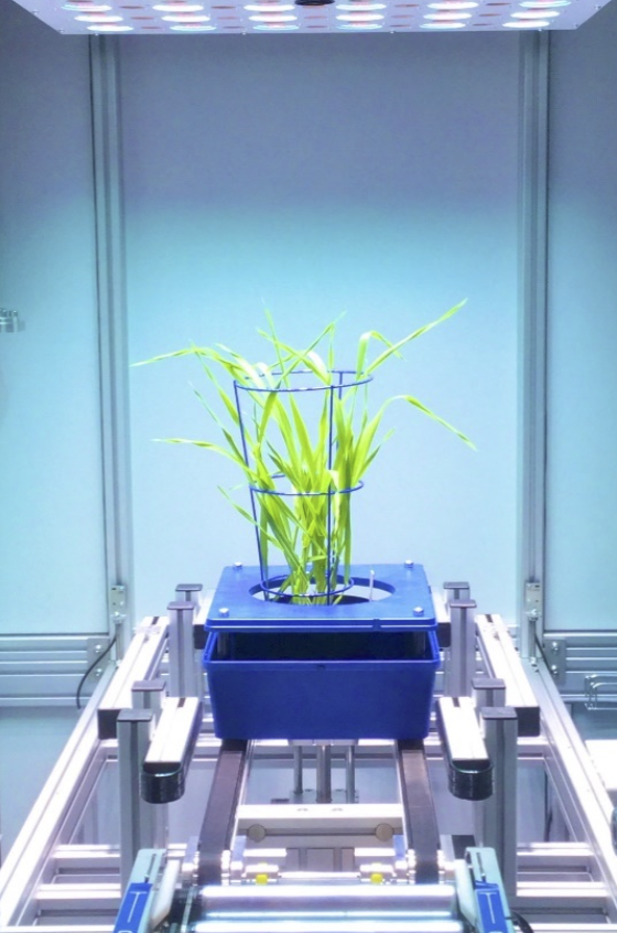 Shoot phenotyping- Photon System Instruments (UCD)