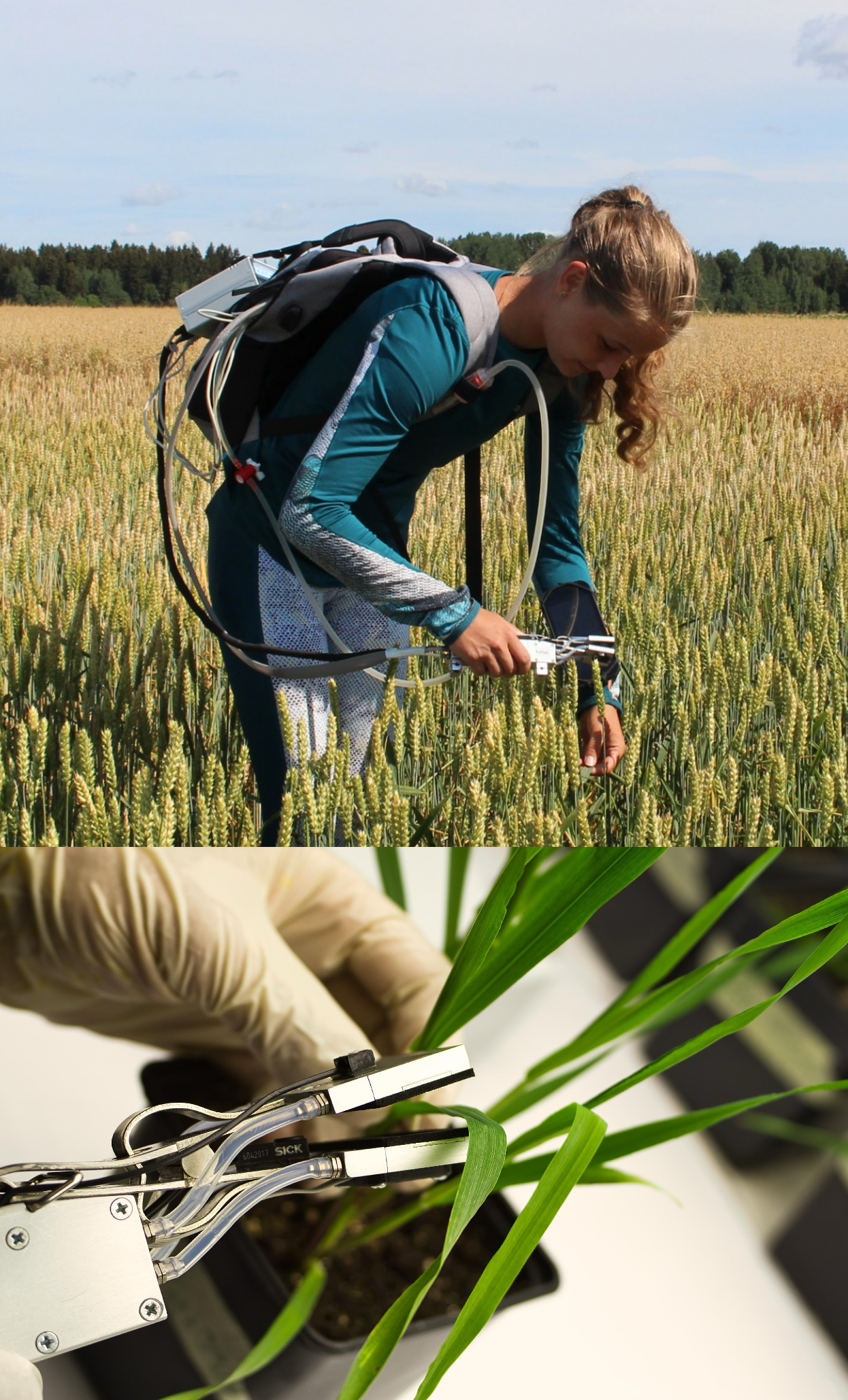 Gas exchange measurements with our portative measuring device in the field and greenhouse (Univ. Tartu)